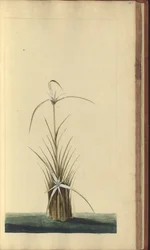 En sida från "Elegancies of Jamaica", 467