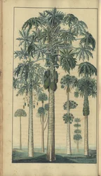 En sida från "Elegancies of Jamaica", 47