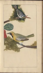 En sida från "Elegancies of Jamaica", Vol V