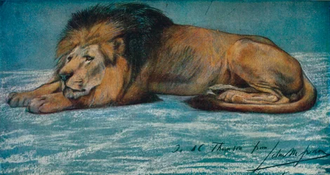 Pastellstudie av ett lejon, c1900