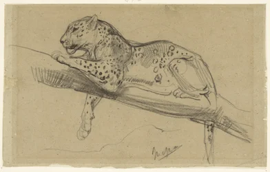 Studie av en leopard som ligger på en gren