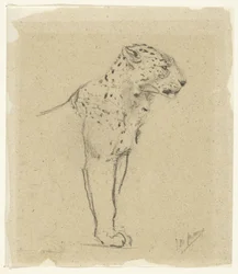 Studie av en stående leopard