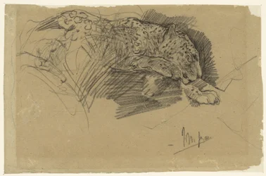 Studier av en leopard