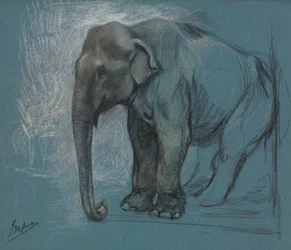 Studie av en elefant