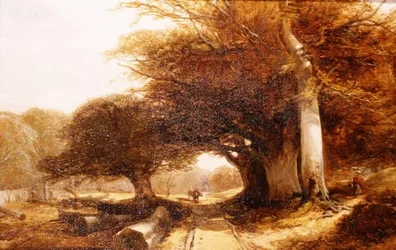 Skogslandskap