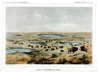Bisonflock nära Lake Jessie, North Dakota, USA, 1856.