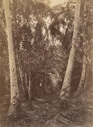 Tropiskt landskap, skog nära Turbo, 1871.