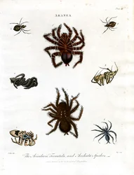 ARANEA: Avicularia;Tarantula- och Aculeata-spindlar