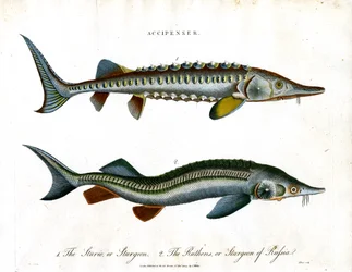 Accipenser: Sturgeon Species