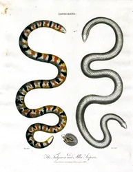 Amphisbaena: Fuliginosa- och Alba-ormarna