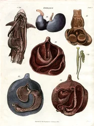 Anatomiska illustrationer av inre organ (plansch 7)