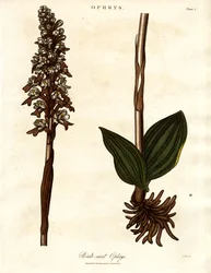 Fågelbo Ophrys