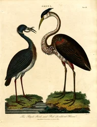 Svart stork och rödskuldrig häger