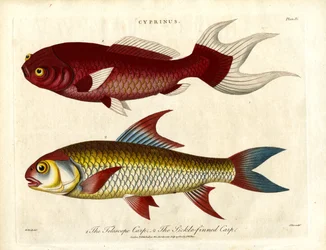 Karp arter (Cyprinus)