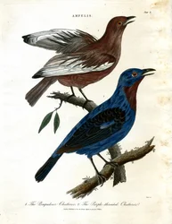 Pratfåglar (Ampelis)