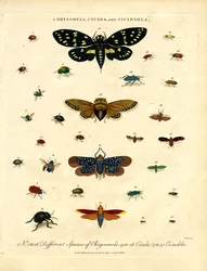 Chrysomela;Cikada och Cicindela