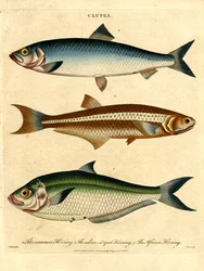 Clupea: Herring Species