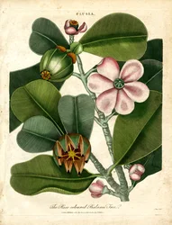 Clusia - Det rosafärgade balsamträdet