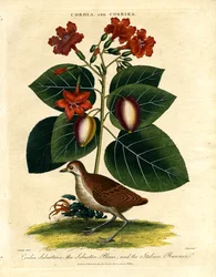 Cordia och Corrira: Sebesten Plum och Italian Runner