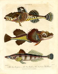 Cottus - Skulpiner och havsskorpioner