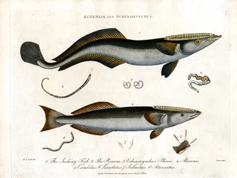 Echeneis och Echinorynchus: Sugande fisk och taggig lax