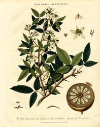 Egle;Empis och Enchelis