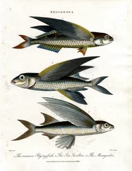 Exocoetus: Flygande fisk