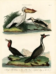 Fyra arter av pelikaner och sjöfåglar