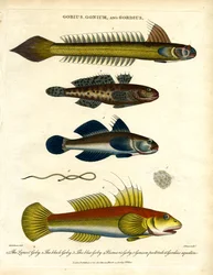 Gobius;Gonium och Gordius: Gobies och hårmask