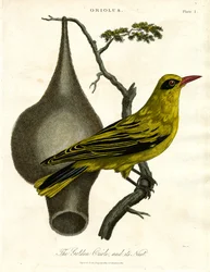 Gyllene pirol och dess bo