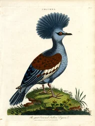 Storkronad indisk duva (Columba)