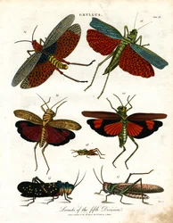 Gryllus: Gräshoppor i femte divisionen