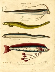 Gymnetrus – Ribbon Fishes