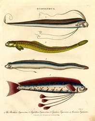 Gymnetrus arter - Bandfisk