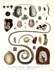Helminthology;Plansch II - Ordning av inälvsmaskar