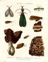 Helvella och Hemerobius