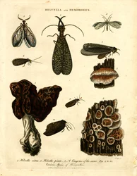 Helvella och Hemerobius