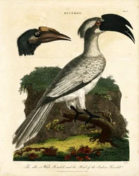 Näshornsfåglar (Buceros)