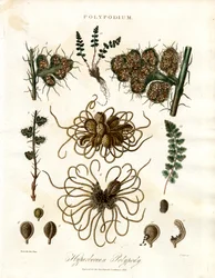 Hyperborean Polypody - Ormbunkar av släktet Polypodium