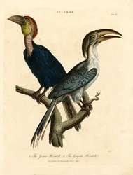 Javan Hornbill and Gingala Hornbill (Buceros)