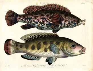 Labrus: Vanlig läppfisk och havsläppfisk