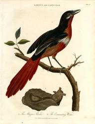 Magpie Shrike och Excoriating Worm