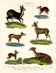 Moschus: Olika arter av myskhjortar