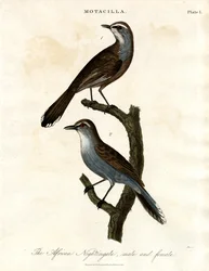 Motacilla - Afrikansk näktergal
