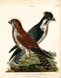 Bergstornfalk och crested fiskarfalk