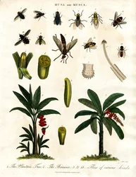 Musa och Musca - Bananplantor och olika flugarter