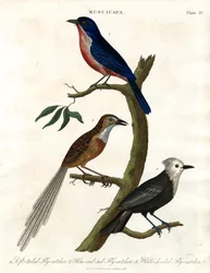 Muscicapa - flugsnappare arter