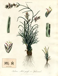 Nardus