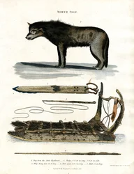 Nordpolen: Polarhund och jaktutrustning