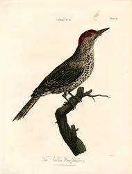 Nubisk hackspett (Picus)